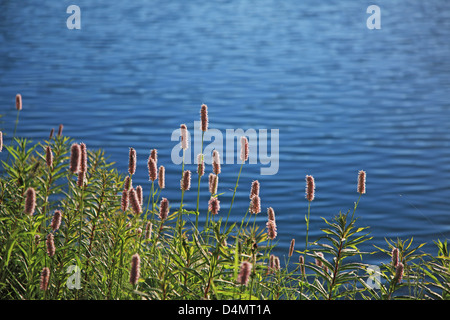 Schweiz, Kanton Graubünden, Engadin, Champfèr See Stockfoto