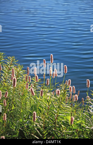 Schweiz, Kanton Graubünden, Engadin, Champfèr See Stockfoto