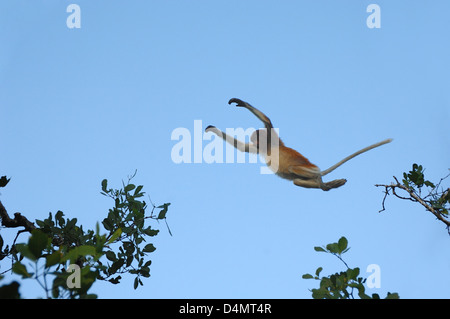 Der junge Proboscis Monkey alias Long-Nosed Monkey, Nasalis larvatus, springt im Mangrove Forest Bako National Park Sarawak Borneo Malaysia Stockfoto