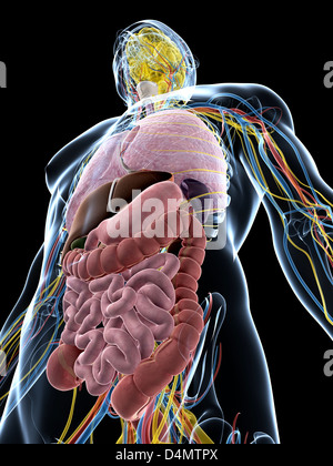 Männliche Anatomie Stockfoto