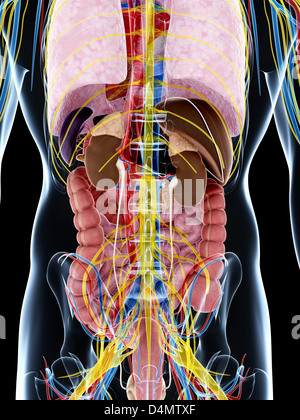 Männliche Anatomie Stockfoto