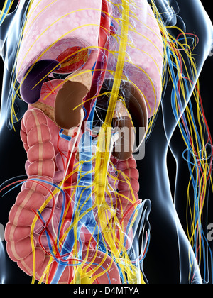 Männliche Anatomie Stockfoto