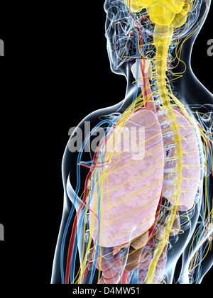 Männliche Anatomie Stockfoto