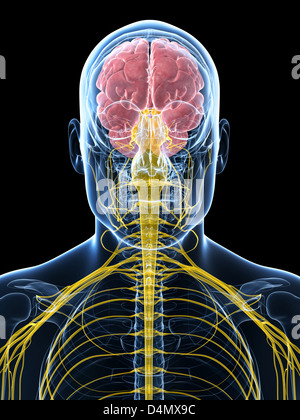 Männlichen Nervensystems Stockfoto