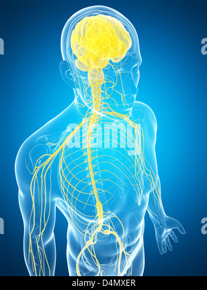 Männlichen Nervensystems Stockfoto