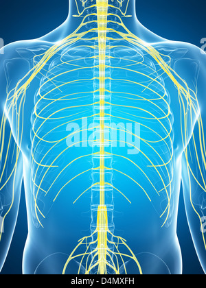 Männlichen Nervensystems Stockfoto