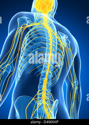 Männlichen Nervensystems Stockfoto
