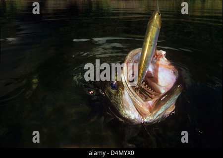 Ein Forellenbarsch (Micropterus Salmoides) gefangen auf See Bastrop Texas Stockfoto