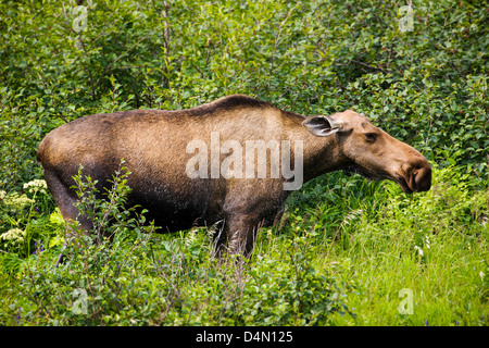 Kuh Elch (Alces Alces) ernähren sich von Pflanzen, Denali National Park & zu bewahren, Alaska, USA Stockfoto