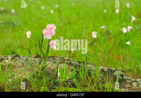 Rosa Bereich der Caulokaempferia Thailandica in Thailand PhuLuang Wildlife Sanctuary. Stockfoto