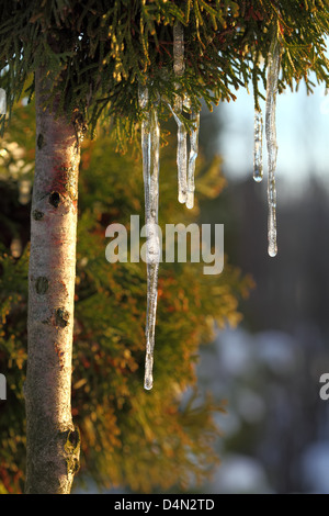 Eiszapfen hängen von der Struktur und in der Frühlingssonne scheint. Stockfoto