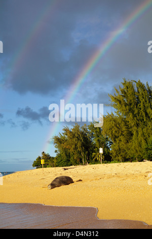 Hawaiianische Mönchsrobbe in der Nähe von Tunnels Beach auf Kauai, mit doppelten Regenbogen im Hintergrund Stockfoto