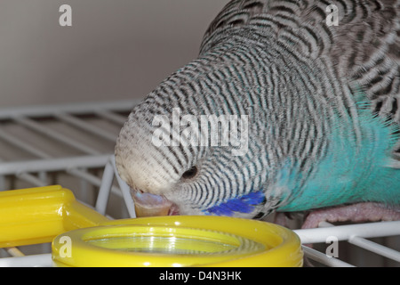 Junge pet blauen Wellensittich spielt mit Spielzeug auf Käfig. Stockfoto