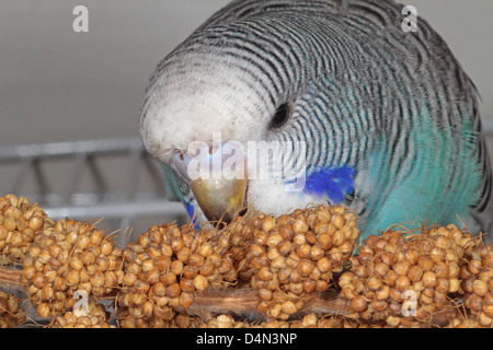 Junge pet blauen Wellensittich Essen Hirse auf Käfig Stockfoto