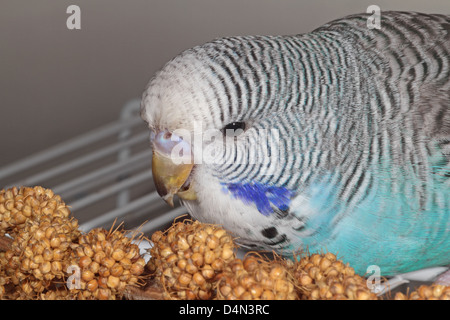 Junge pet blauen Wellensittich Essen Hirse auf Käfig Stockfoto