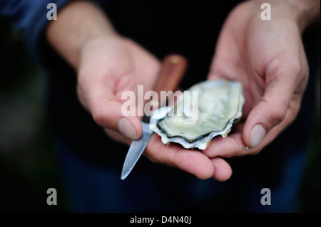 Ein Mann hält eine fangfrische Austern aus dem Herzogtum von Cornwall Austernfarm, Helford River, Cornwall. Stockfoto