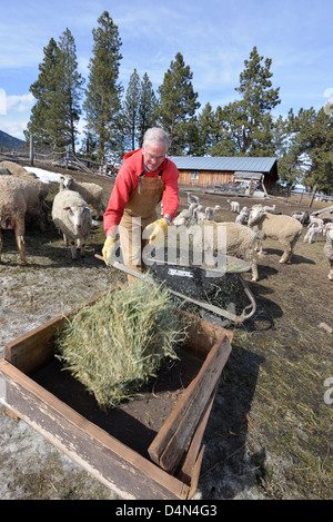 Rancher Fütterung Schafe Heu in Oregon Wallowa Valley. Stockfoto