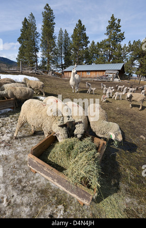 Schaf Essen Heu auf einer Ranch in Oregon Wallowa Valley.  Eine Guard Lama ist im Hintergrund. Stockfoto