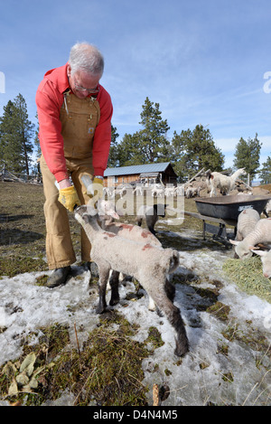 Rancher mit der Flasche füttern Lämmer in Oregon Wallowa Valley. Stockfoto