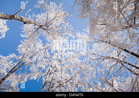 Matt, bedeckt Schnee - Tress. Im Hintergrund blau und wolkenlosen Himmel. Winter. Stockfoto