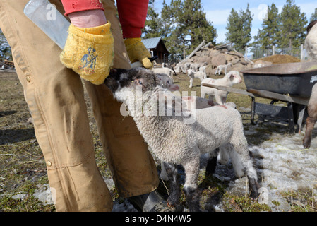 Rancher mit der Flasche füttern Lämmer in Oregon Wallowa Valley. Stockfoto