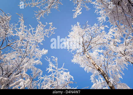 Matt, bedeckt Schnee - Tress. Im Hintergrund blau und wolkenlosen Himmel. Winter. Stockfoto