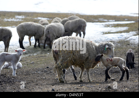 Schafe und Lämmer auf einer Ranch im Wallowa Valley, Oregon. Stockfoto