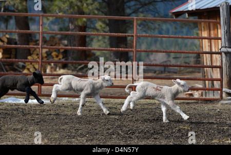 Spielerische Lämmer ausgeführt, Wallowa Valley, Oregon. Stockfoto