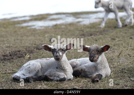 Lämmer, Wallowa Valley, Oregon. Stockfoto