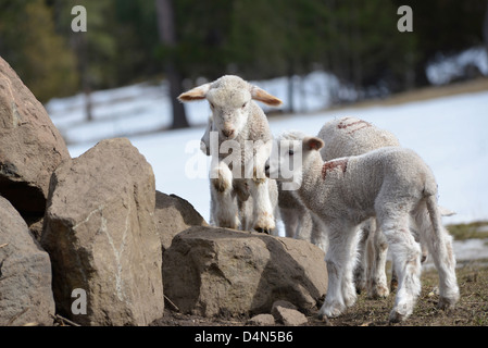 Lämmer im Spiel in Oregon Wallowa Valley. Stockfoto