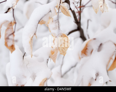 Hainbuche; lat.: Carpinus Betulus Blätter, im Winter mit Schnee bedeckt.