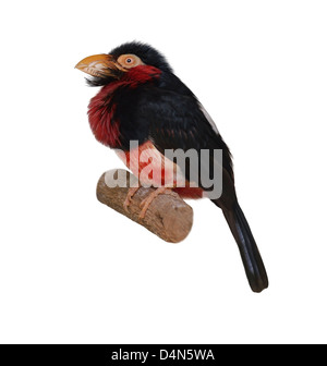 Rot und gelb Barbet. Trachyphonus Erythrocephalus. Auf weißem Hintergrund Stockfoto