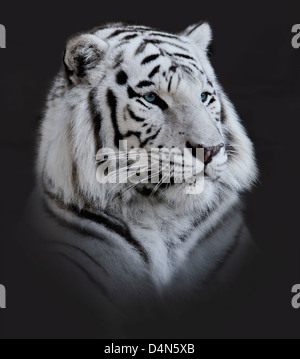 Weißer Tiger-Portrait auf dunklem Hintergrund Stockfoto