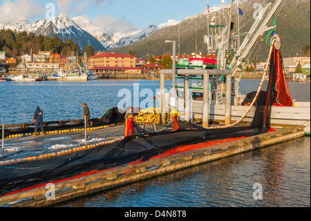 Sitka, Alaska 16. März 2013 seine Fischer Geldbörse Vorbereitung für kommende Heringsfischerei Sac Roe. Stockfoto