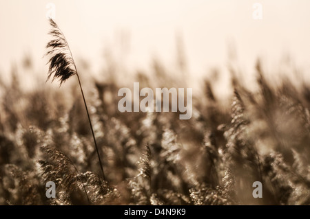 Pflanzen wiegen sich im Wind, Nahaufnahme, Göta Älv, Schweden, Europa Stockfoto