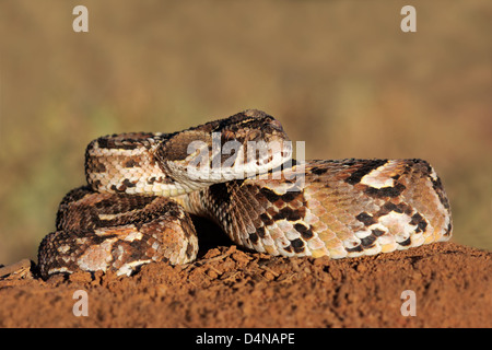 Nahaufnahme einer gewellten Blätterteig Addierer (Bitis Arietans) Schlange bereit, zuzuschlagen Stockfoto