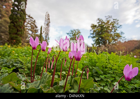 Persische Veilchen (Cyclamen Persicum), Bilder aus dem Monat in Israel im Februar Stockfoto