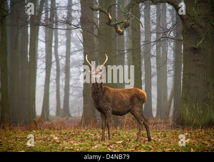 Rothirsch im Windsor great Park, uk Stockfoto