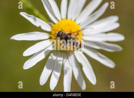 Hoverfly auf ein Gänseblümchen Stockfoto