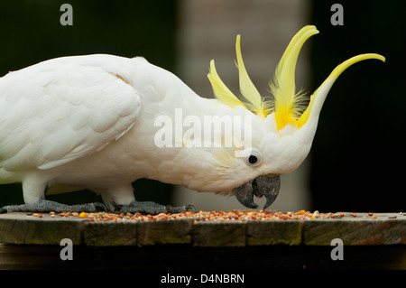 Schwefel-crested Cockatoo bei Batemans Bay, NSW, Australia Stockfoto