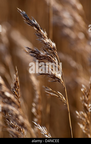 Gemeinsamen Schilf Phragmites Australis wächst in Conwy Natur reservieren Nordwales Stockfoto