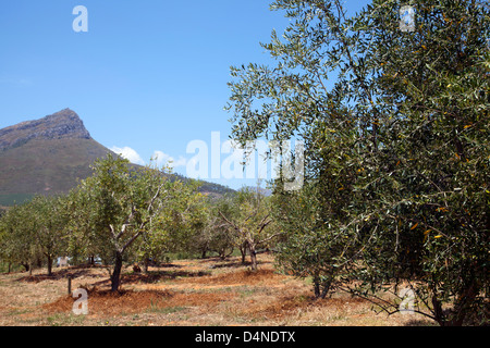 Tokara Olivenhaine in Stellenbosch - Western Cape - Südafrika Stockfoto