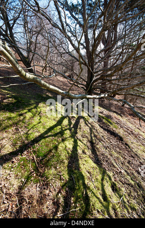 Pedunculate Eiche Quercus Robur, wächst auf der Seite Conwy Berges North Wales UK Stockfoto