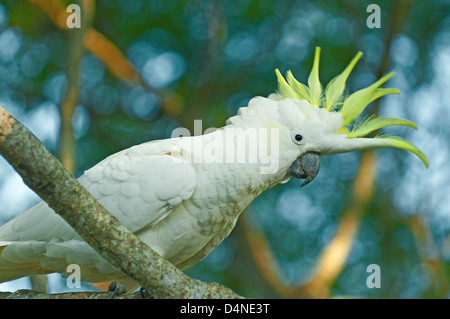 Schwefel-crested Cockatoo, Mt Tamborine Queensland, Australien Stockfoto