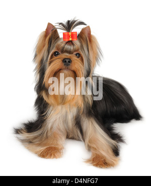 Wunderschöne Yorkshire-Terrier isoliert auf weißem Hintergrund Stockfoto