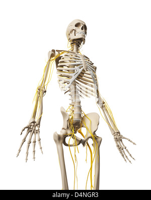 Männlichen Nervensystems Stockfoto