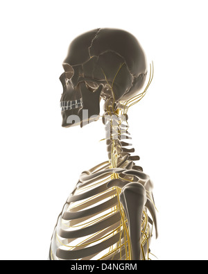 Männlichen Nervensystems Stockfoto