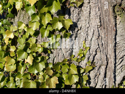 natürlichen Hintergrund mit Ivyleaves auf Rinde Stockfoto
