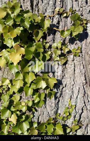 natürlichen Hintergrund mit Ivyleaves auf Rinde Stockfoto
