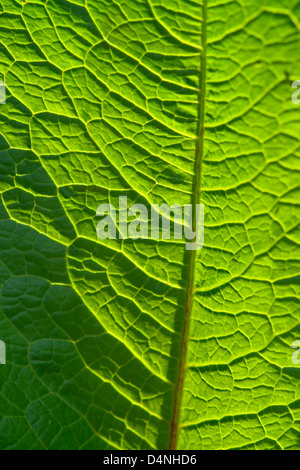 sonnig beleuchteten Vollformat abstrakte grünes Blatt detail Stockfoto